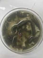Priapulida
