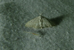 Idaea minuscularia