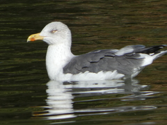 Larus fuscus