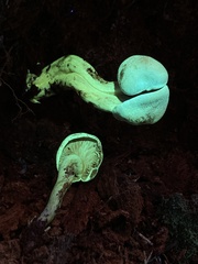 Gymnopilus punctifolius