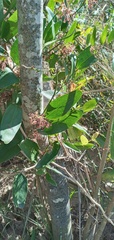 Smilax campestris
