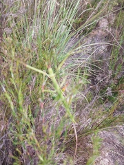 Macynia labiata