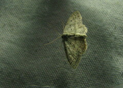 Idaea minuscularia