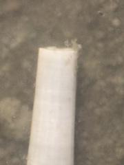Rhabdus perceptus