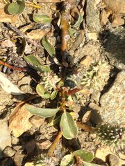 Salix petrophila