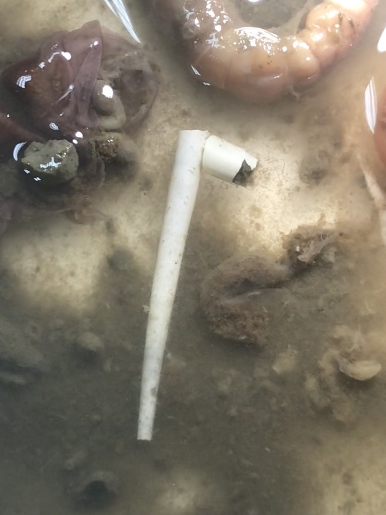 Rhabdidae