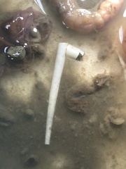 Rhabdus perceptus