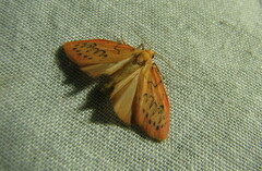 Miltochrista miniata