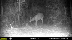 Odocoileus virginianus yucatanensis