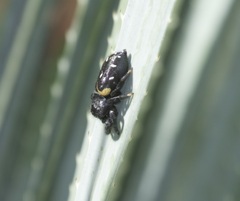 Paraphidippus basalis