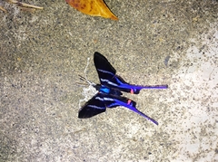 Rhetus arcius