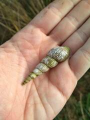 Melanoides tuberculata