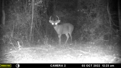 Odocoileus virginianus yucatanensis