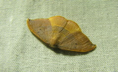 Watsonalla uncinula