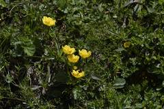Geum montanum