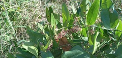 Smilax campestris