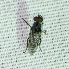 Ozodiceromyia
