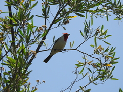 Tessaria integrifolia