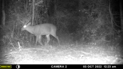 Odocoileus virginianus yucatanensis