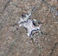 Sternidius mimeticus