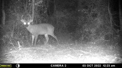 Odocoileus virginianus yucatanensis