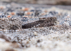 Sistrurus miliarius barbouri