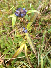 Gentiana macrophylla