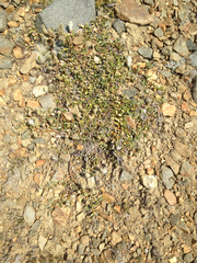 Salix petrophila