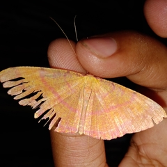 Eumelea rosalia