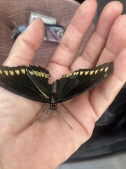 Battus polydamas polydamas