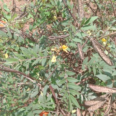 Senna occidentalis