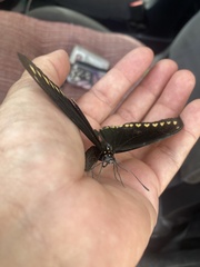 Battus polydamas polydamas