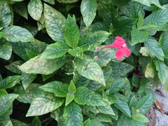 Ruellia elegans