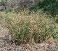 Cyperus giganteus
