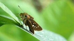 Pelopidas mathias