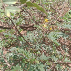 Senna occidentalis