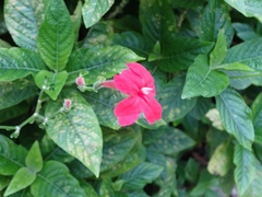 Ruellia elegans