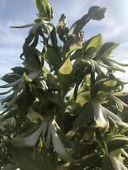 Bonatea speciosa
