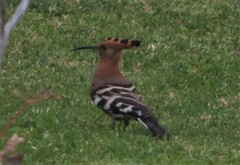 Upupa epops africana