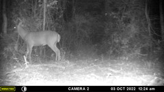 Odocoileus virginianus yucatanensis