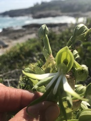 Bonatea speciosa