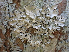 Parmotrema clavuliferum