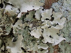 Parmotrema clavuliferum