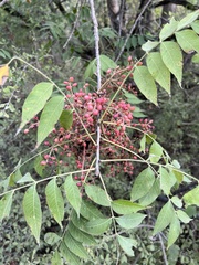 Juglans major