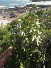 Bonatea speciosa