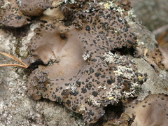Umbilicaria muhlenbergii