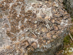 Umbilicaria muhlenbergii