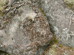 Umbilicaria muhlenbergii