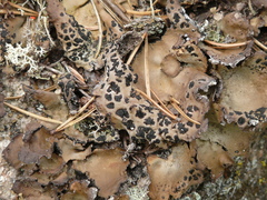 Umbilicaria muhlenbergii