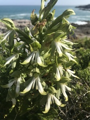 Bonatea speciosa